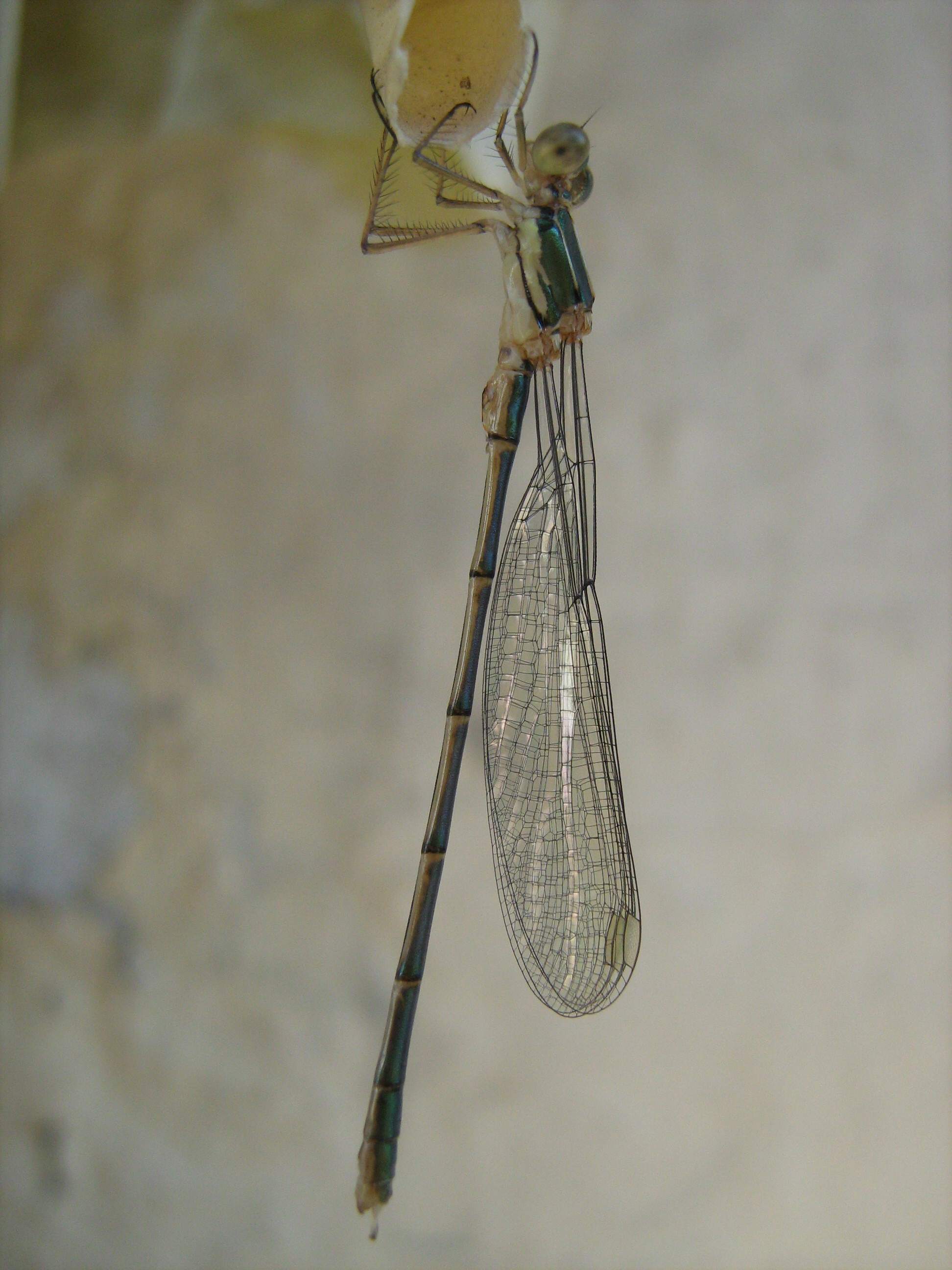 Neolibellula appena nata: Chalcolestes viridis?